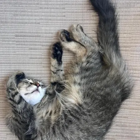 Scala Aparts & - Rhodes