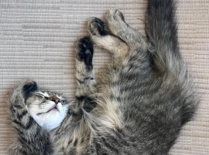 Scala Aparts & - Rhodes