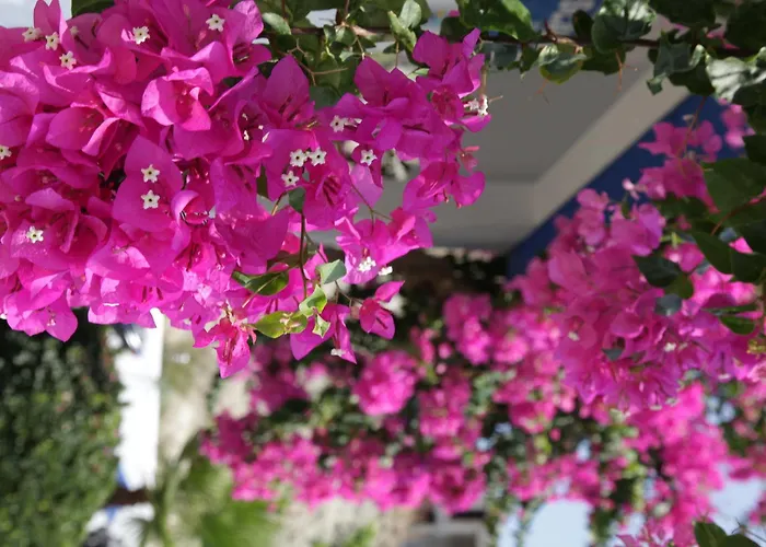 Scala Aparts & - Rhodes